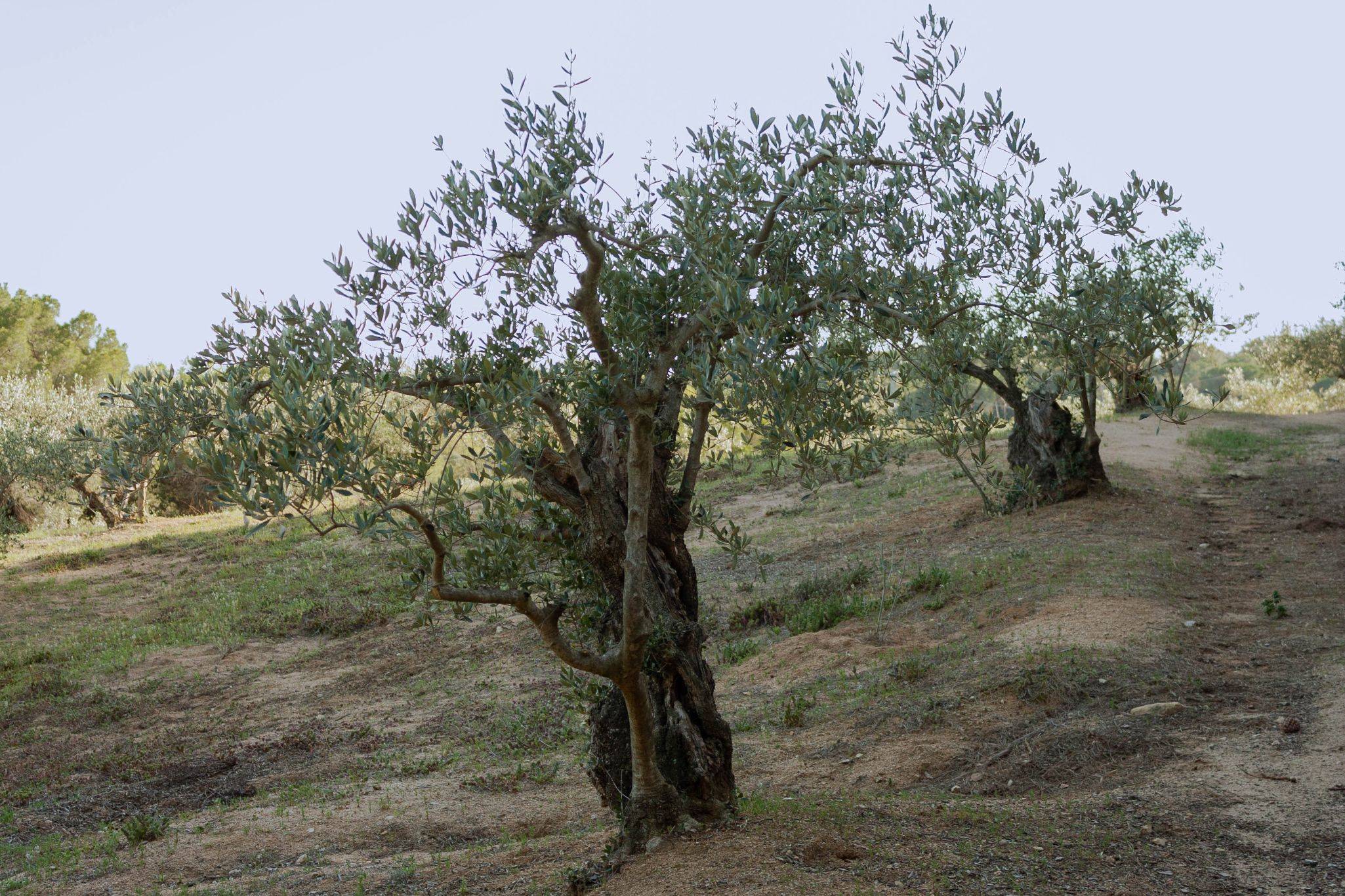 Josep ca l arenys i oliveres220416 1122